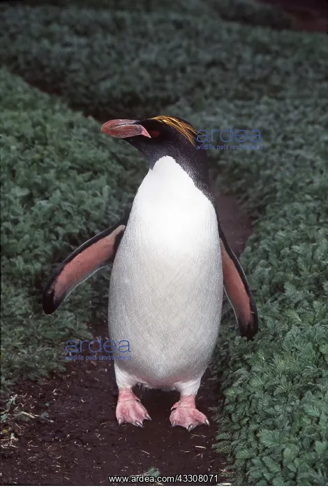 : MACARONI PENGUIN - Walking on path : MACARONI PENGUIN - Walking on path