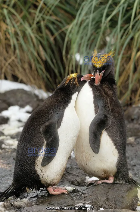 : Macaroni Penguins : Macaroni Penguins