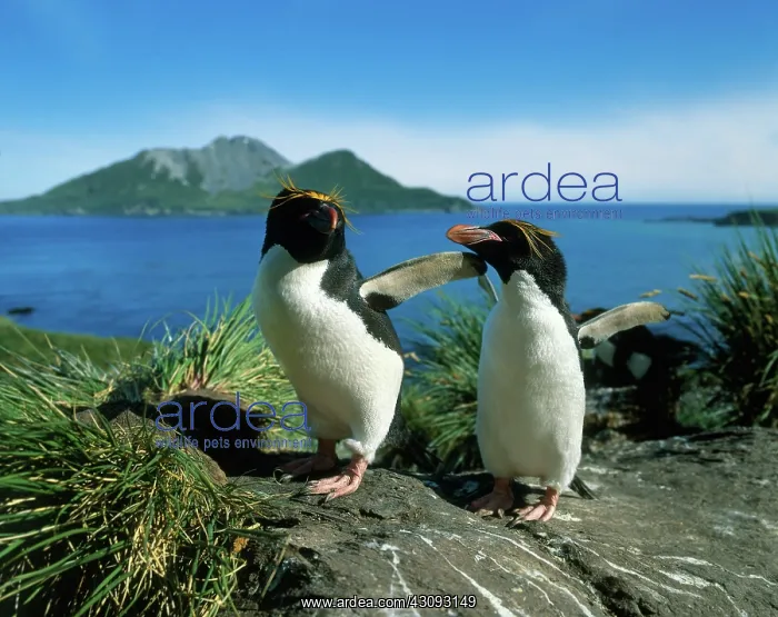 : Macaroni Penguins : Macaroni Penguins