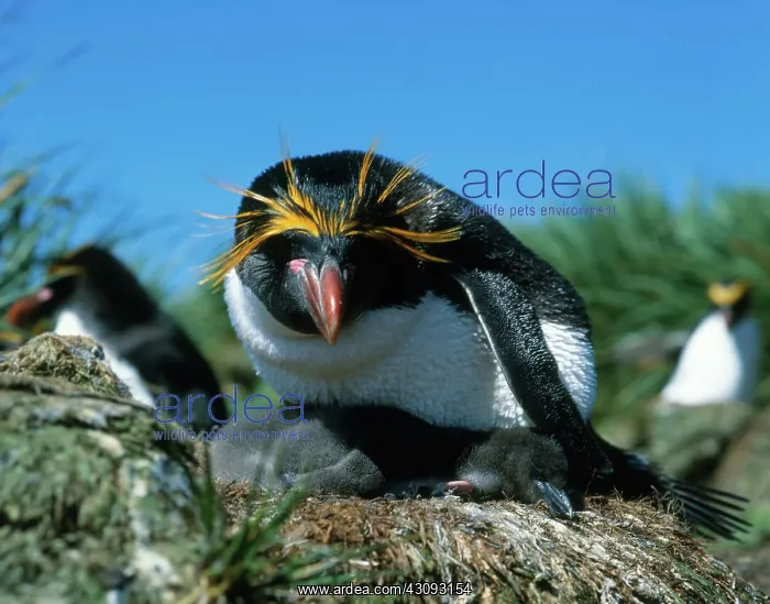 : Macaroni Penguins : Macaroni Penguins