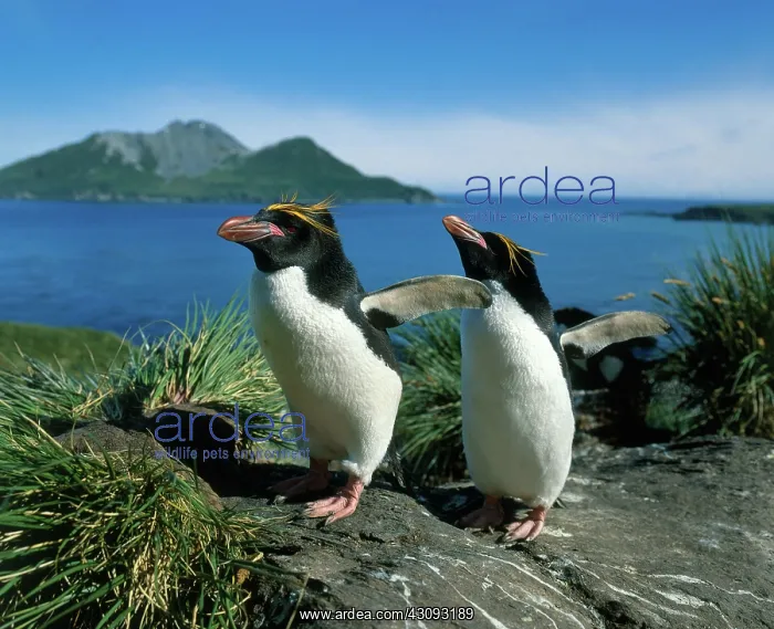 : Macaroni Penguins : Macaroni Penguins