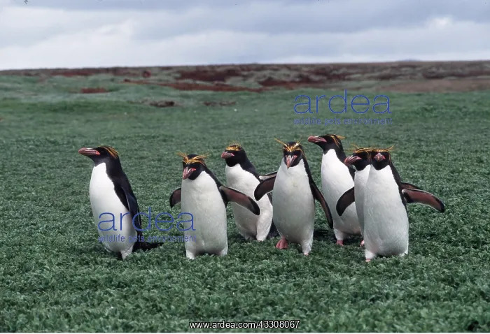 : MACARONI PENGUINS - group of six walking : MACARONI PENGUINS - group of six walking