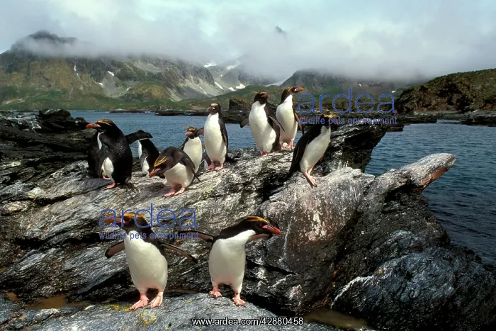 : Macaroni Penguins - returning from feeding trip : Macaroni Penguins - returning from feeding trip