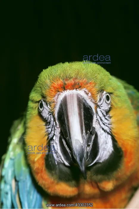 : MACAW - close-up of face, facing : MACAW - close-up of face, facing