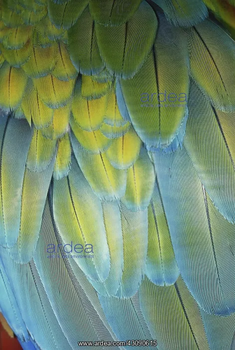  : Macaw Feathers