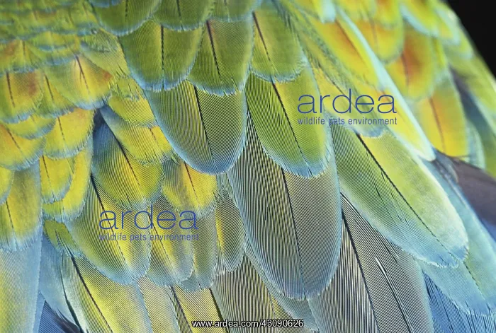 : Macaw Feathers : Macaw Feathers