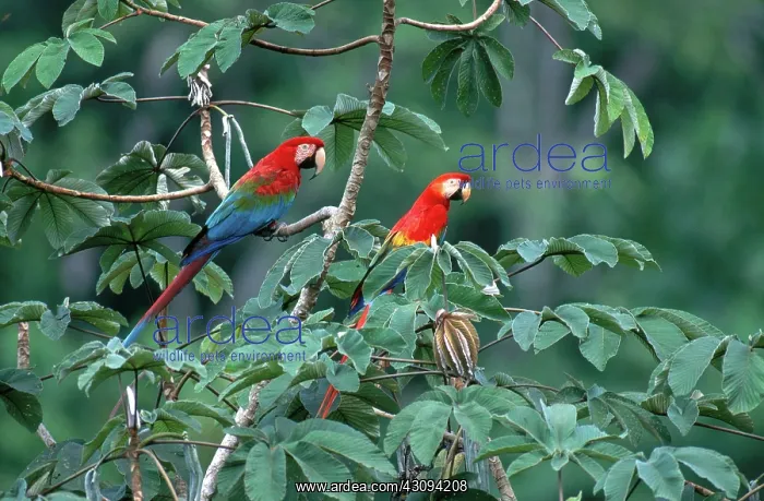 : Two Macaws : Two Macaws