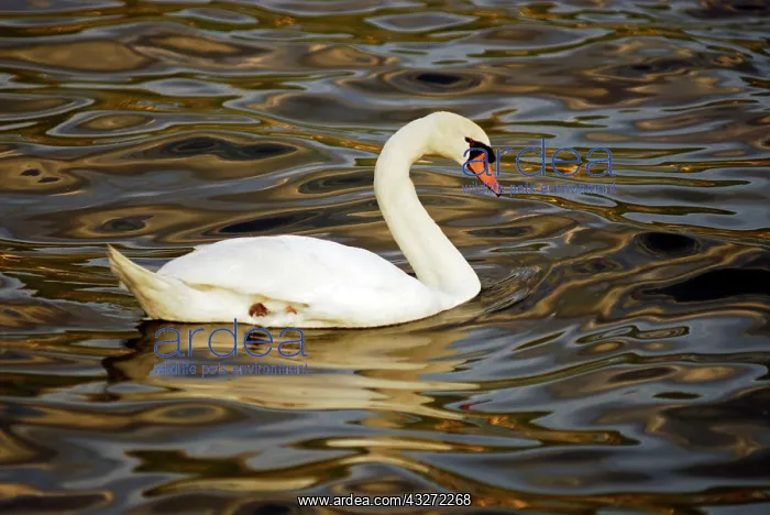 : Macedonia, Ohrid. Elegant white swan swimming : Macedonia, Ohrid. Elegant white swan swimming