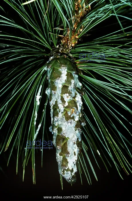 : MACEDONIAN PINE CONE : MACEDONIAN PINE CONE