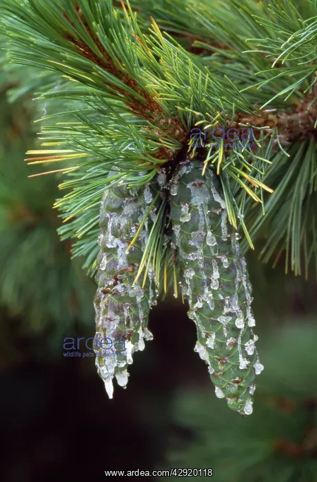 : Macedonian Pine - covered in resin : Macedonian Pine - covered in resin