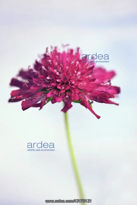 : Macedonian scabious, Knautia macedonica Red Knight : Macedonian scabious, Knautia macedonica Red Knight