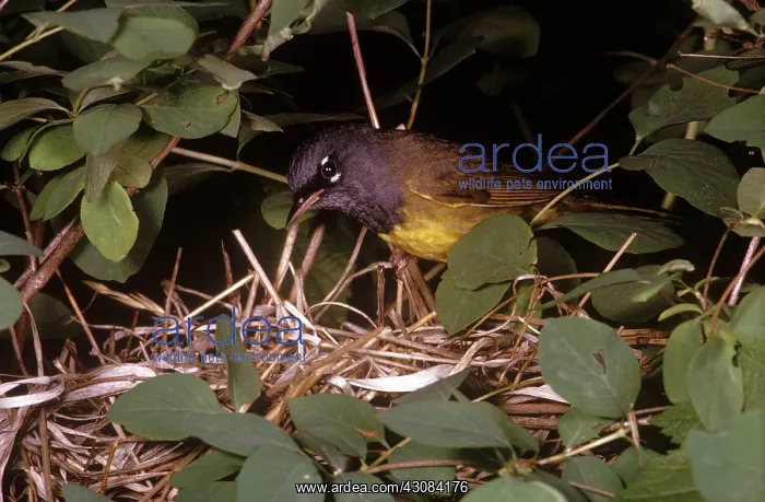  : Macgillivray's Warbler