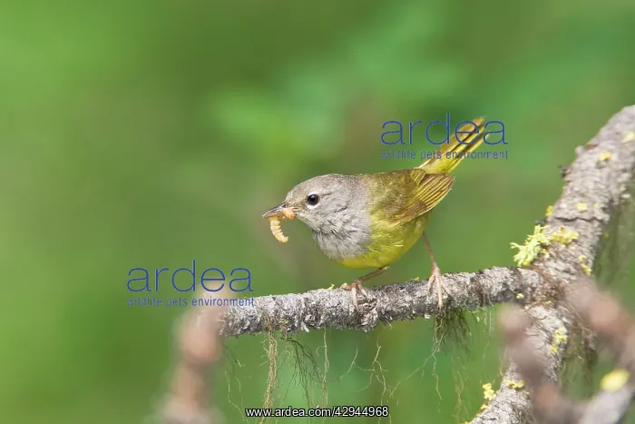 : MacGillivray's Warbler, Adult female : MacGillivray's Warbler, Adult female