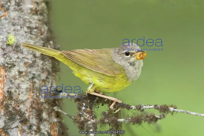: MacGillivray's Warbler, Adult female : MacGillivray's Warbler, Adult female
