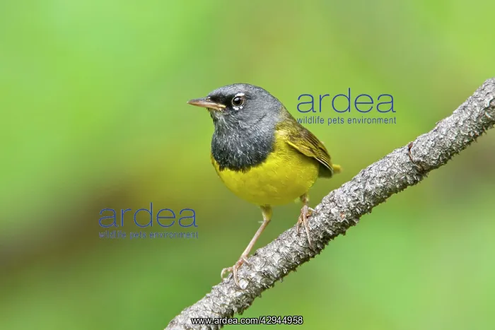 : MacGillivray's Warbler, Adult male : MacGillivray's Warbler, Adult male