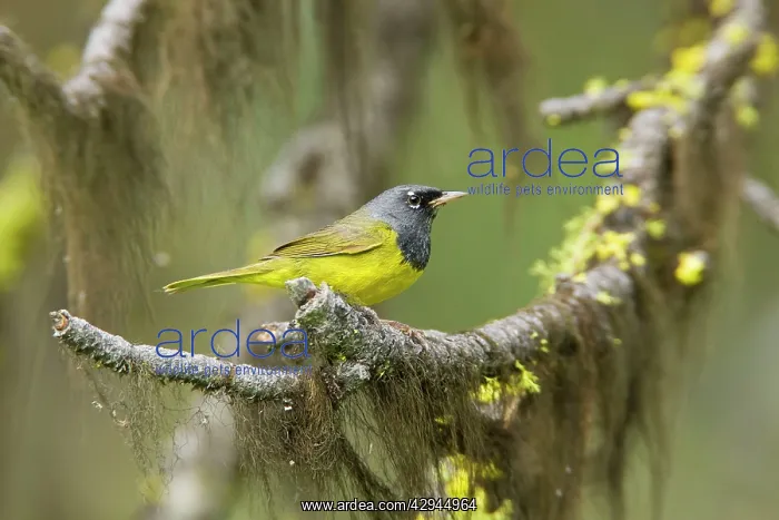 : MacGillivray's Warbler, Adult male : MacGillivray's Warbler, Adult male