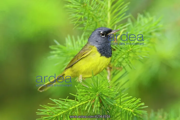 : MacGillivray's Warbler, Adult male : MacGillivray's Warbler, Adult male