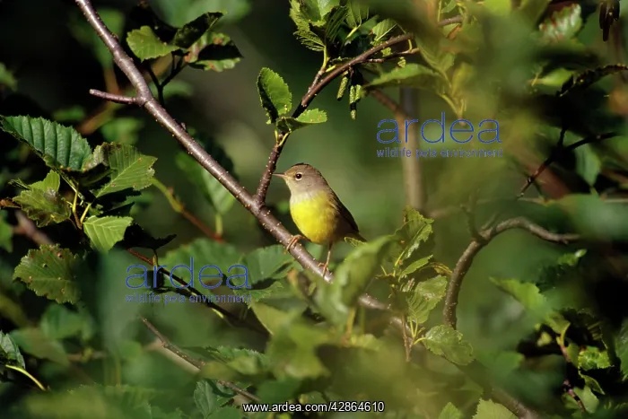 : MacGillivray's Warbler - Female : MacGillivray's Warbler - Female
