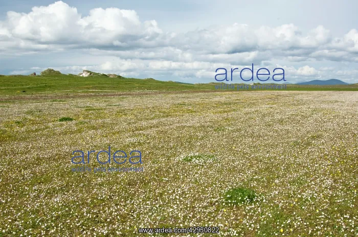 : Machair. North Uist - Outer Hebrides - Scotland : Machair. North Uist - Outer Hebrides - Scotland
