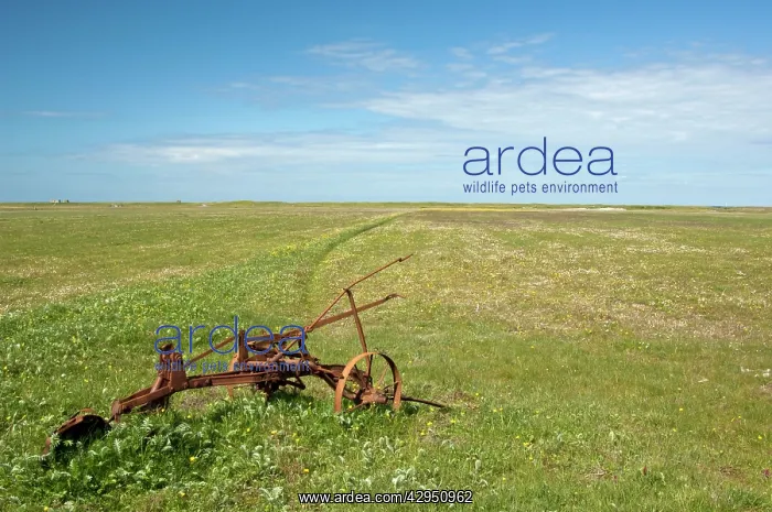 : Machair with abandoned plough : Machair with abandoned plough