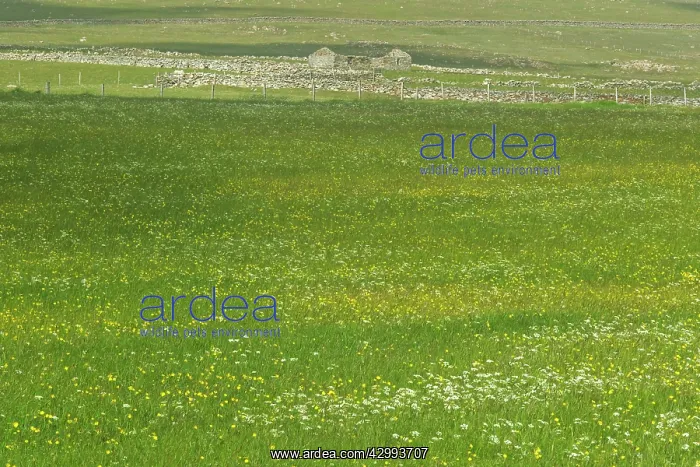 : Machair - flower meadow with abandoned Croft : Machair - flower meadow with abandoned Croft