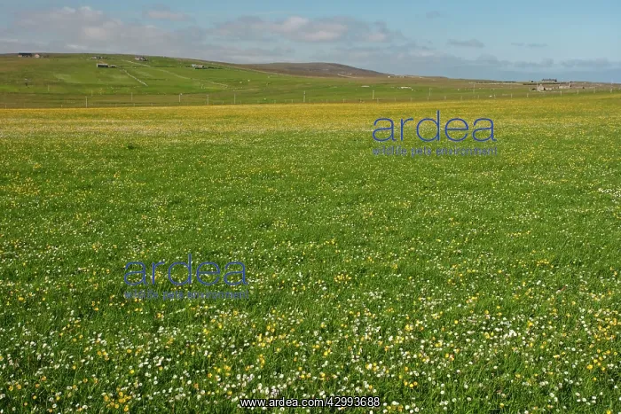 : Machair - flower meadows in June : Machair - flower meadows in June