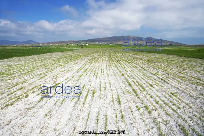 : Machair - showing destruction of habitat for agriculture : Machair - showing destruction of habitat for agriculture