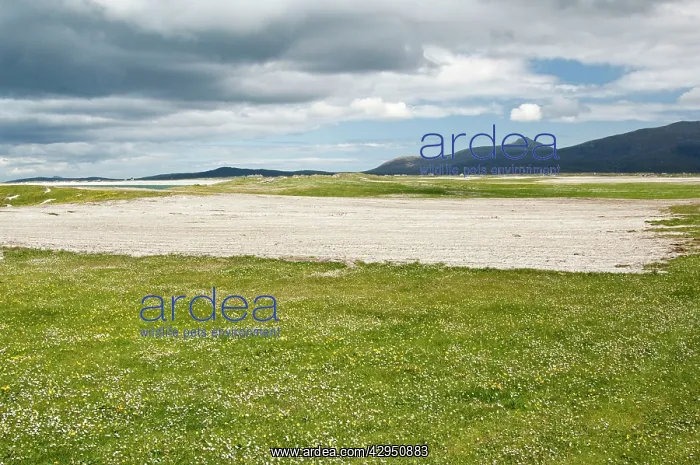 : Machair - Showing rotational use of land with ploughed area : Machair - Showing rotational use of land with ploughed area