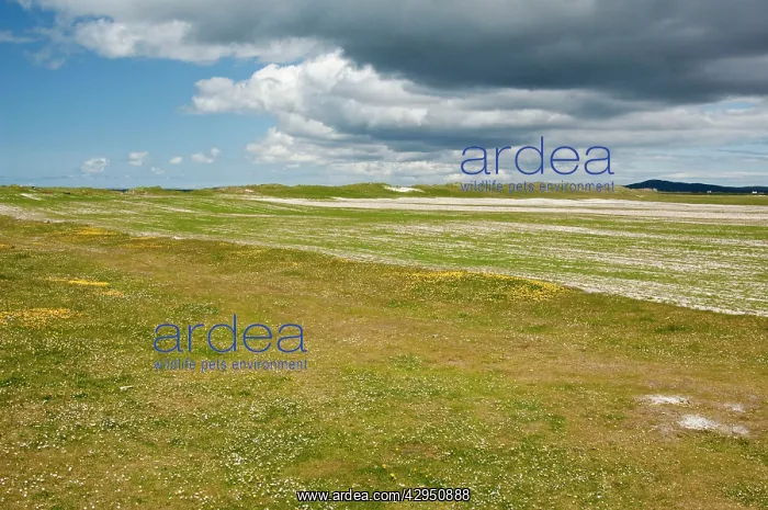 : Machair - Showing rotational way in which it is farmed : Machair - Showing rotational way in which it is farmed