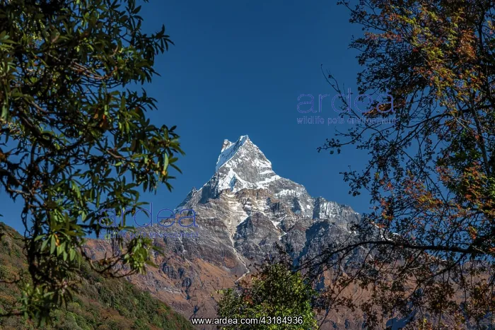 : Machapuchare, Himalaya, fish tail, 6997m, holy mountain : Machapuchare, Himalaya, fish tail, 6997m, holy mountain