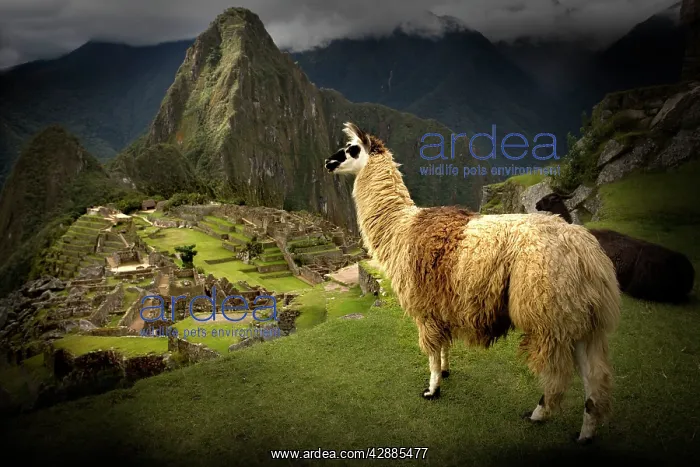 : Machu Picchu Inca site : Machu Picchu Inca site