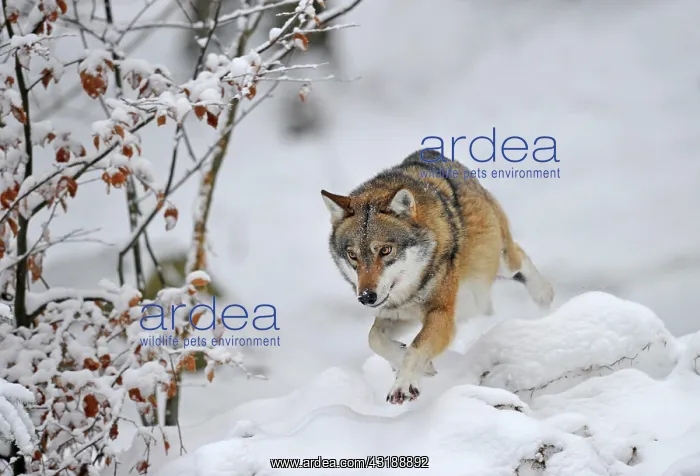 : Mackenzie valley wolf, Canadian timber wolf (Canis : Mackenzie valley wolf, Canadian timber wolf (Canis