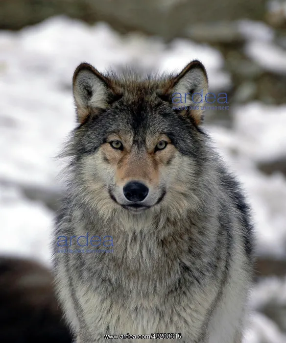 : Mackenzie valley wolf (Canis lupus occidentalis) : Mackenzie valley wolf (Canis lupus occidentalis)