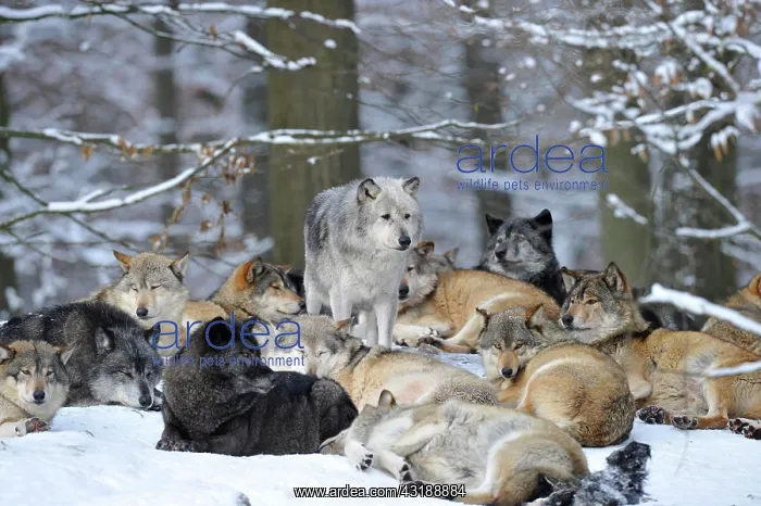 : Mackenzie valley wolves, Canadian timber wolves : Mackenzie valley wolves, Canadian timber wolves