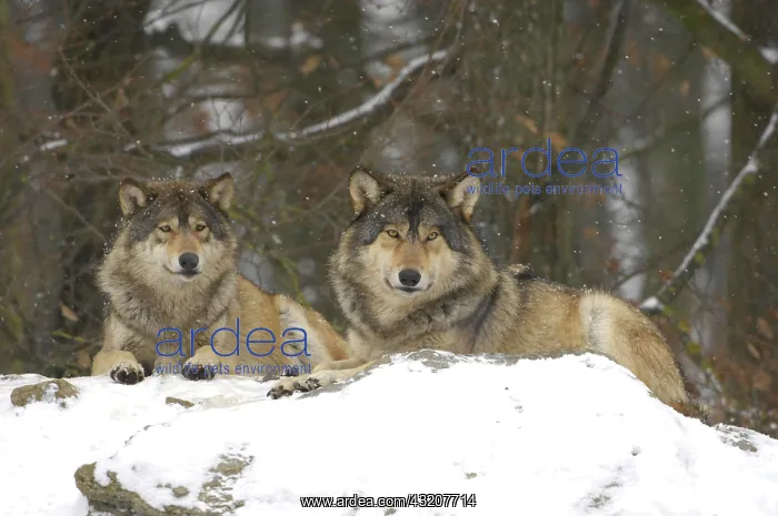: Two Mackenzie Valley Wolves, Rocky Mountain Wolves : Two Mackenzie Valley Wolves, Rocky Mountain Wolves