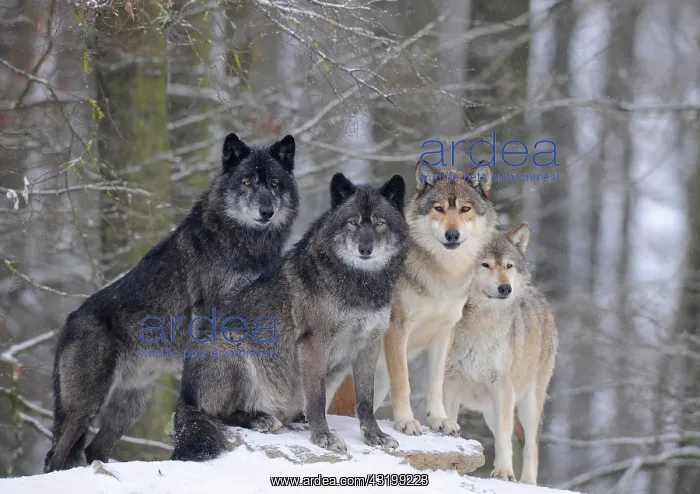: Mackenzie Wolf, Alaskan Tundra Wolf or Canadian : Mackenzie Wolf, Alaskan Tundra Wolf or Canadian