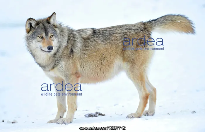 : Mackenzie Wolf, Alaskan Tundra Wolf or Canadian : Mackenzie Wolf, Alaskan Tundra Wolf or Canadian