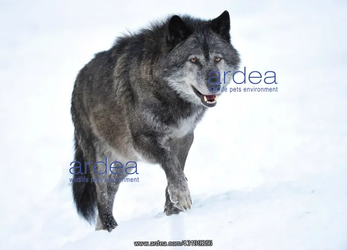: Mackenzie Wolf, Eastern wolf, Canadian wolf (Canis : Mackenzie Wolf, Eastern wolf, Canadian wolf (Canis