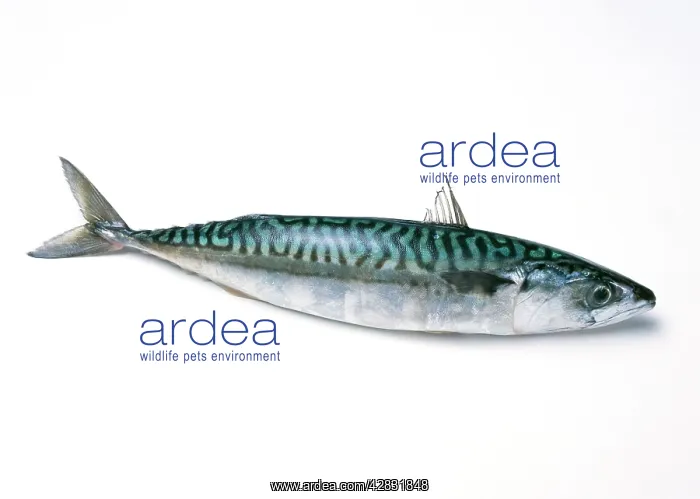  : MACKEREL (Scomber scombrus)