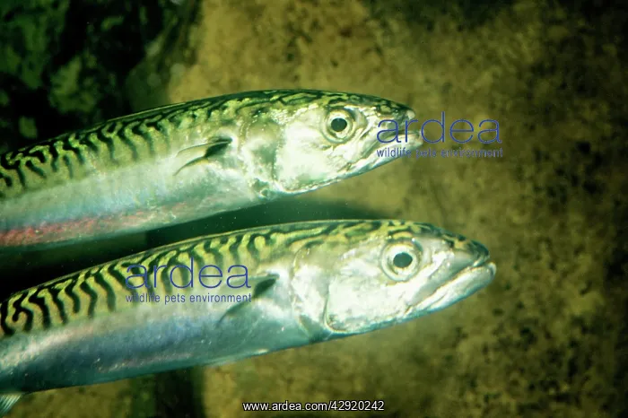  : MACKEREL. UK marine