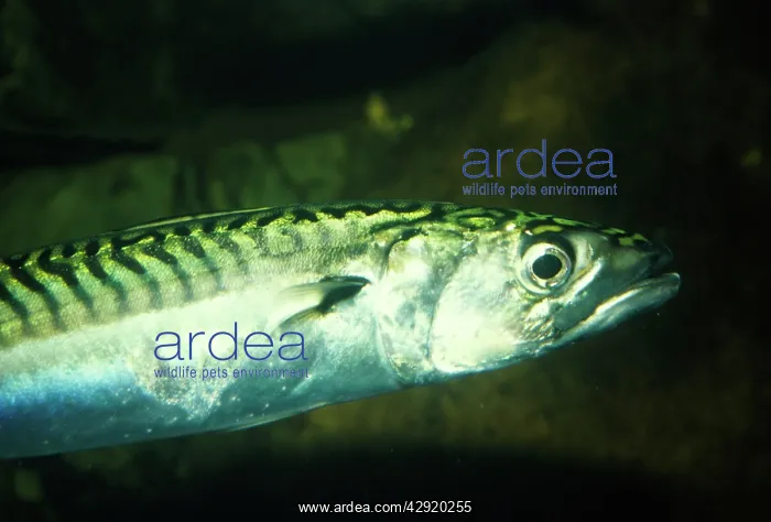  : MACKEREL. Scomber - UK Marine