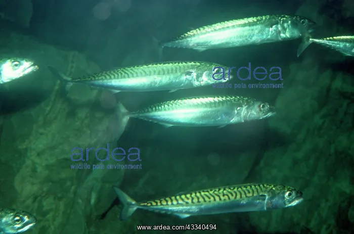 : Mackerel - Atlantic Ocean - North Sea : Mackerel - Atlantic Ocean - North Sea