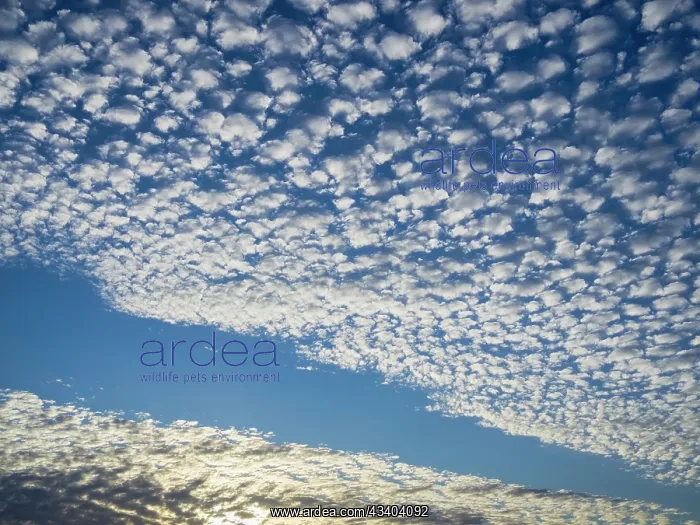 : Mackerel cloud over Norfolk Grazing Marshes at sunset : Mackerel cloud over Norfolk Grazing Marshes at sunset