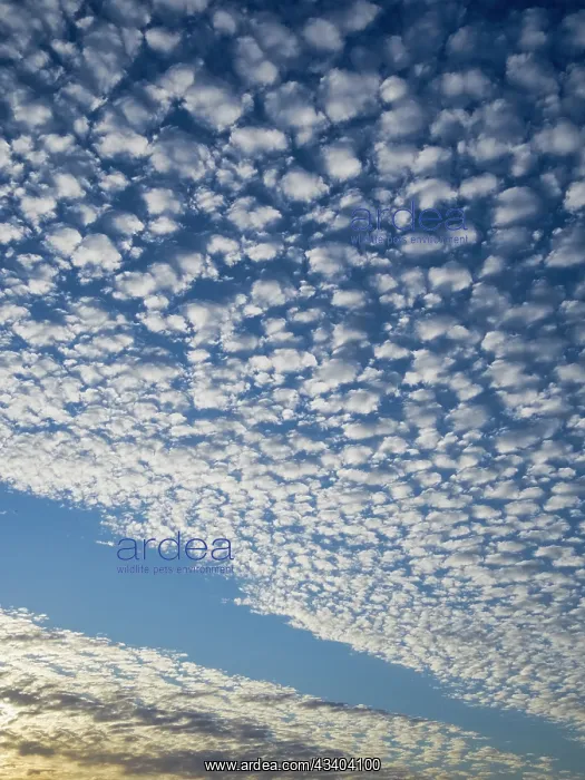 : Mackerel cloud over Norfolk Grazing Marshes at sunset : Mackerel cloud over Norfolk Grazing Marshes at sunset