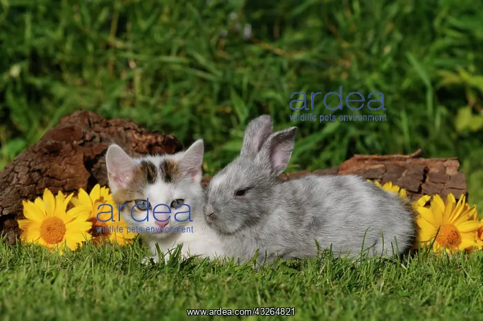 : Mackerel domestic kitten and dwarf rabbit lying : Mackerel domestic kitten and dwarf rabbit lying