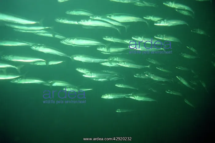  : Mackerel - shoal