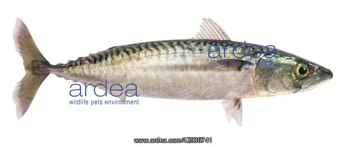  : Mackerel - studio shot