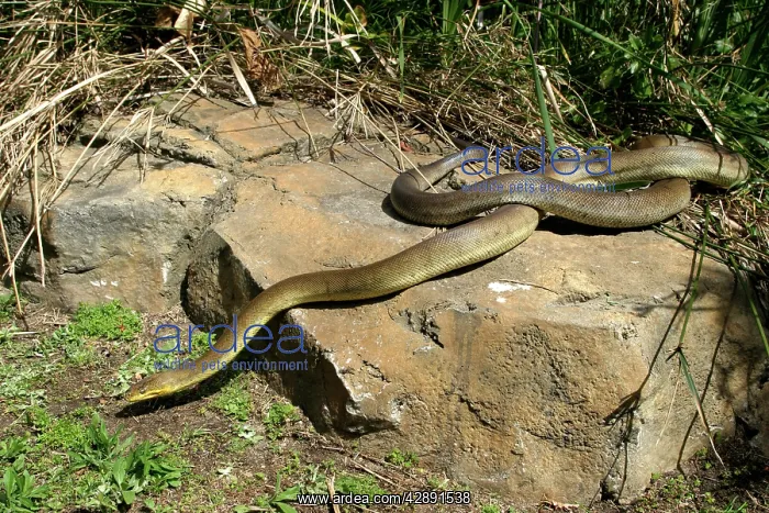 : Macklot's Python : Macklot's Python