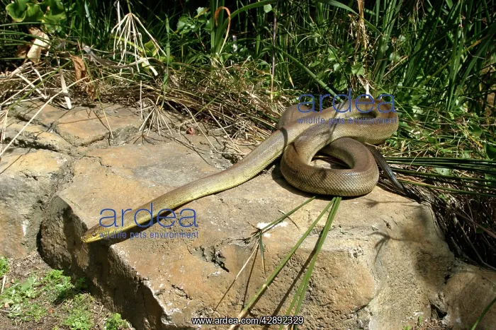 : Macklot's Python : Macklot's Python