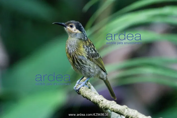 : Macleay's Honeyeater : Macleay's Honeyeater